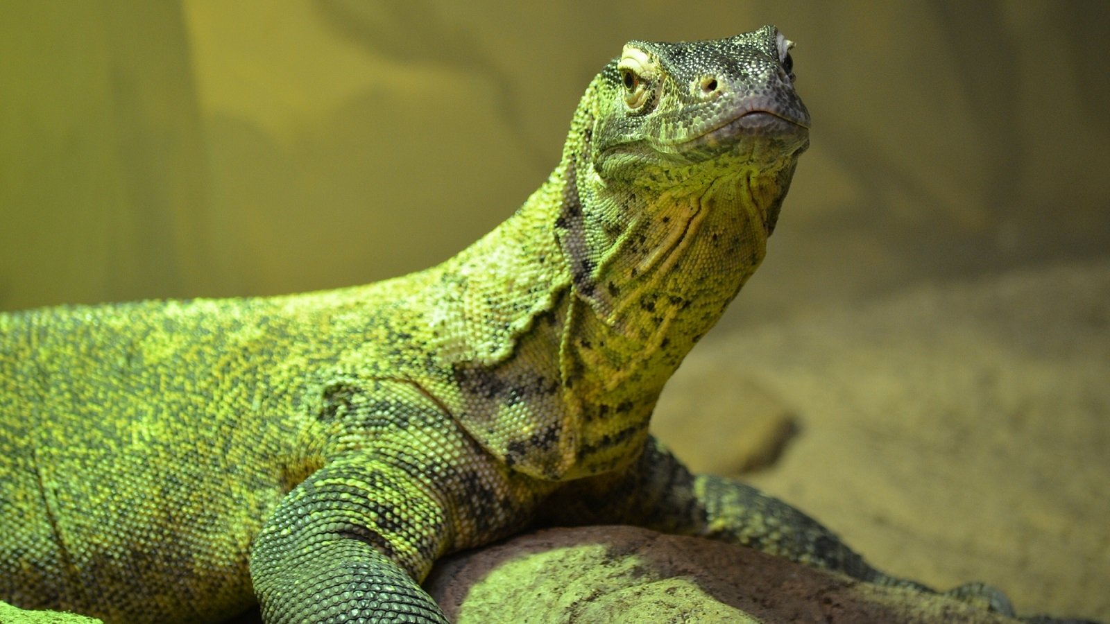 comodo dragon picture