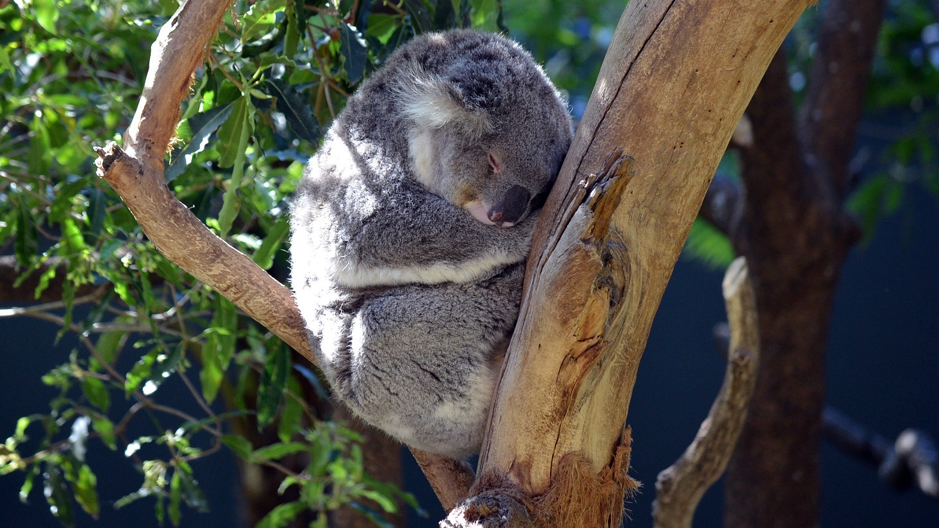 A sleeping koala, the marsupial mammal native to Australia, perched on a tree branch in a zoo setting.