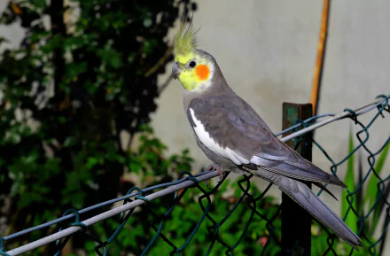 A vibrant cockatiel perches on a fence, showcasing its striking yellow and gray feathers. This HD image makes for an engaging desktop wallpaper and background.
