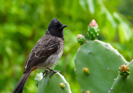 A bulbul bird perched on a cactus, captured in vibrant green surroundings, presented as a 4K Ultra HD PC desktop wallpaper and background.
