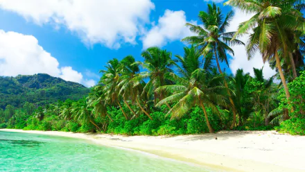 A vibrant 4K Ultra HD tropical island scene featuring lush palm trees, white sandy beach, and clear turquoise waters under a bright blue sky.