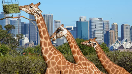 Giraffes in a Sydney zoo, with the city skyline in the background, create a striking contrast between wildlife and urban life, showcasing the beauty of Australia.
