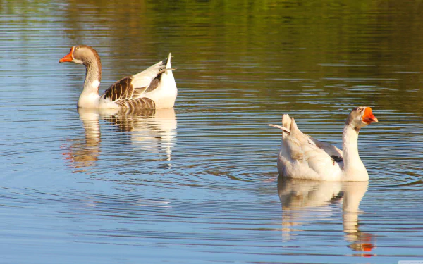 4K Ultra HD PC desktop wallpaper: two geese (bird, animal) gliding on calm, reflective water.