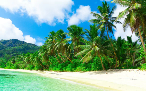 A vibrant 4K Ultra HD tropical island scene featuring lush palm trees, white sandy beach, and clear turquoise waters under a bright blue sky.