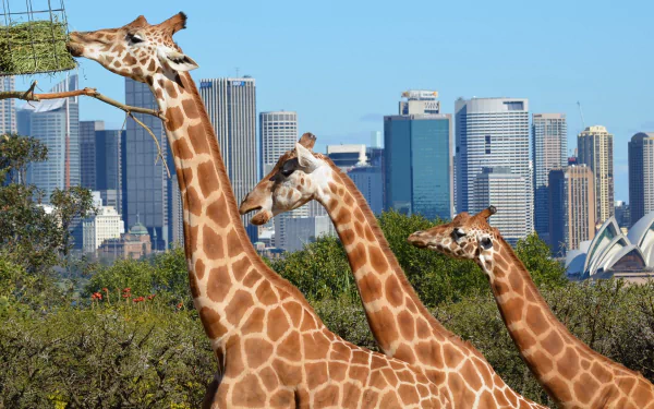 Giraffes in a Sydney zoo, with the city skyline in the background, create a striking contrast between wildlife and urban life, showcasing the beauty of Australia.