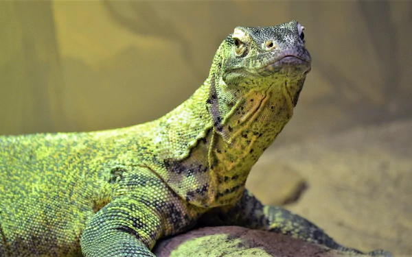 Close-up of a vibrant Komodo dragon, showcasing its intricate scales and distinctive features, making for a striking HD desktop wallpaper and background.