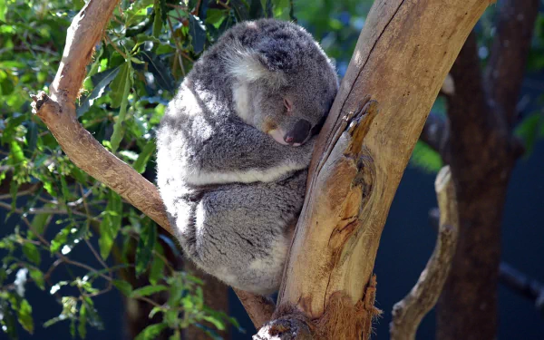 A sleeping koala, the marsupial mammal native to Australia, perched on a tree branch in a zoo setting.