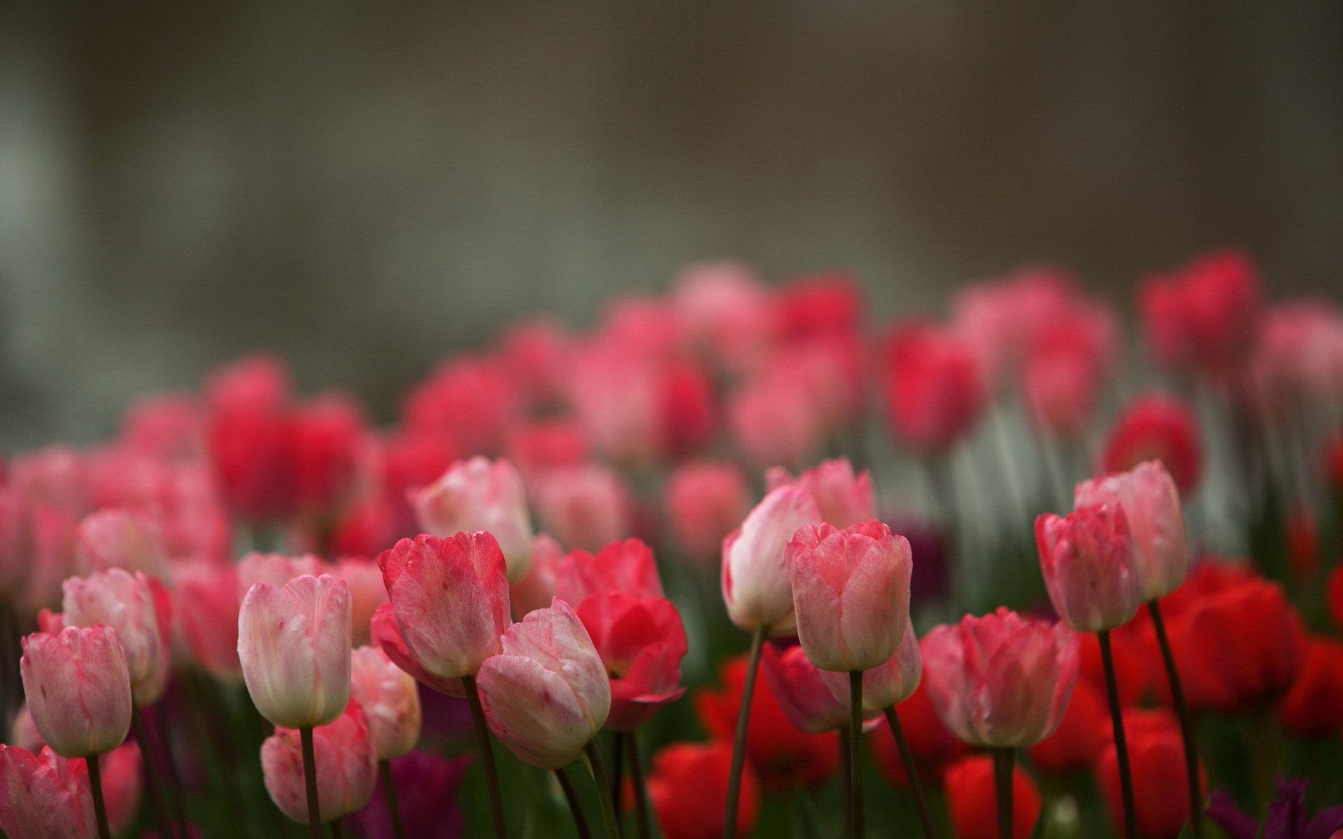 Tulip HD Wallpaper