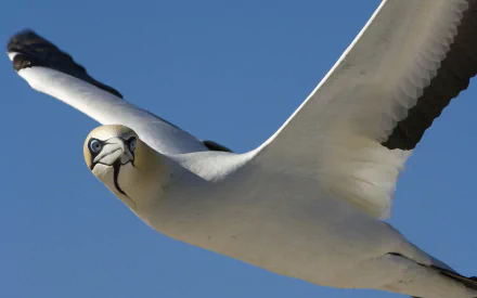 Animal seagull HD Desktop Wallpaper | Background Image