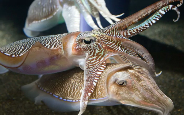 Animal cuttlefish HD Desktop Wallpaper | Background Image