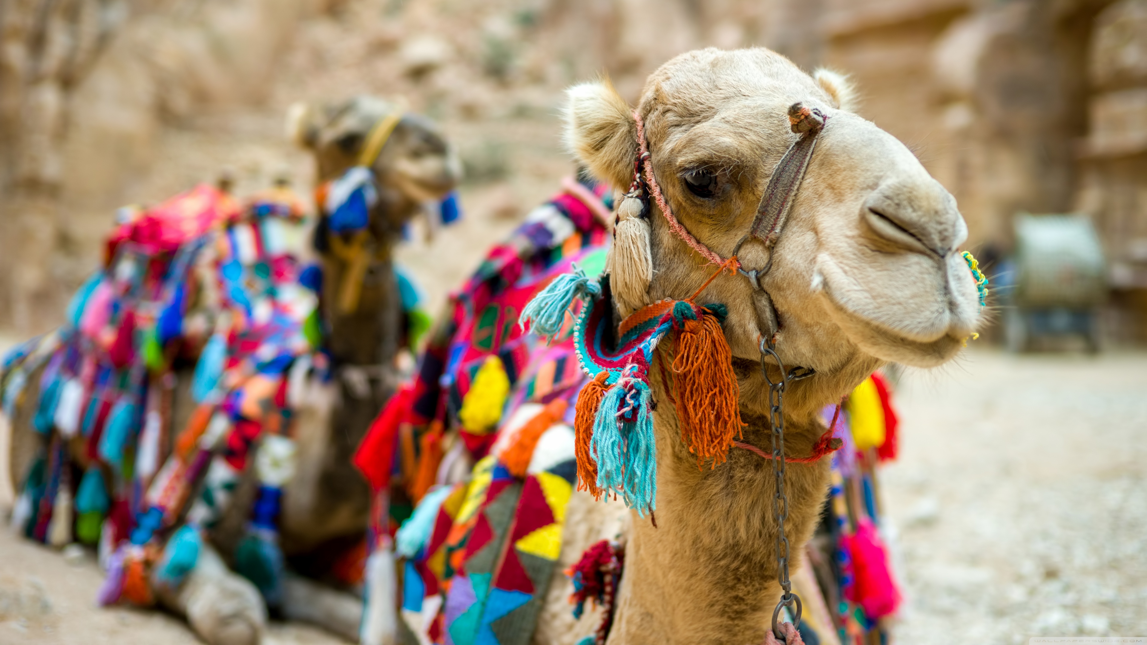 Animal Camel HD Wallpaper | Background Image