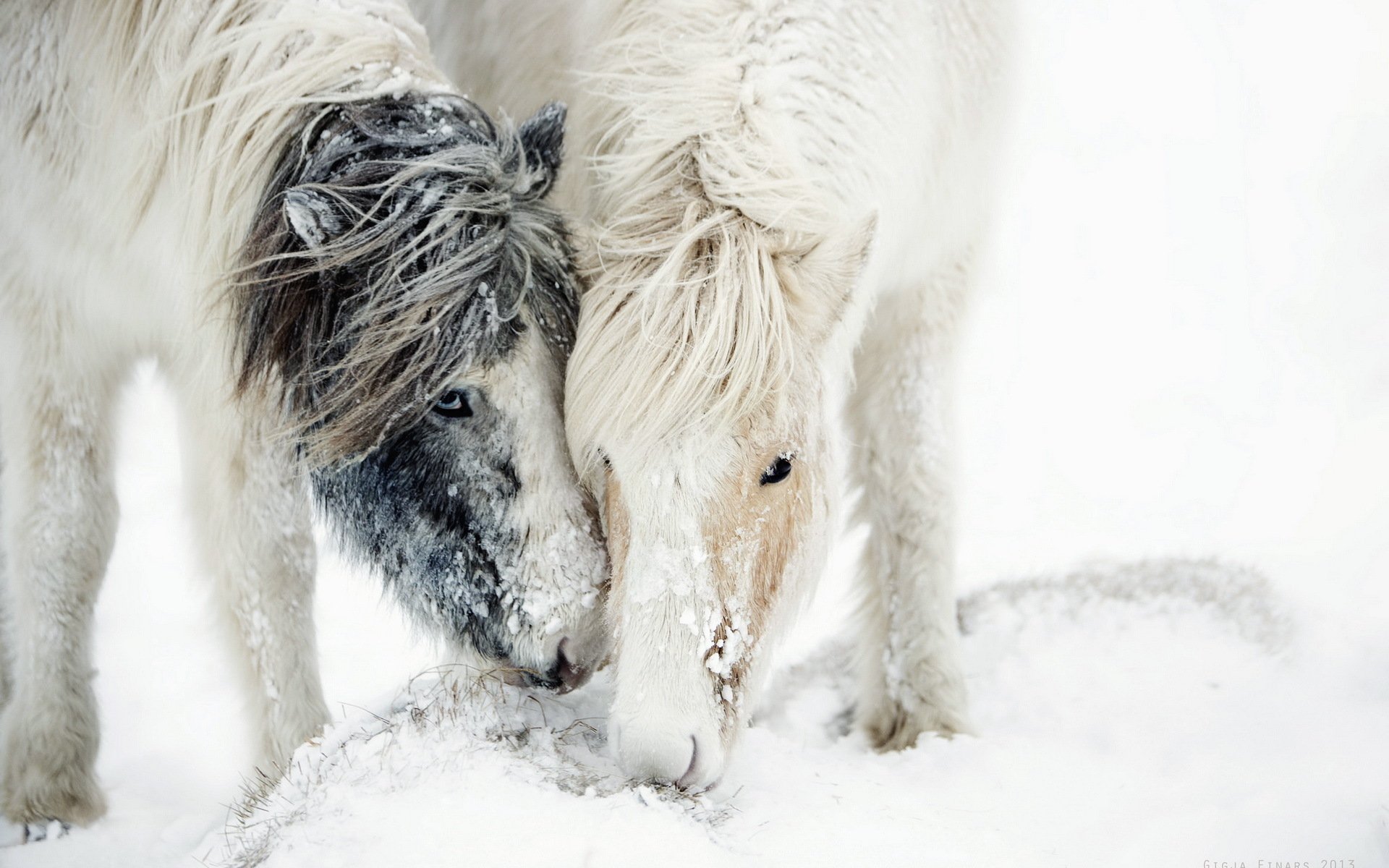 Two horses nuzzle together in a snowy landscape, showcasing their bond amidst the serene winter setting. This striking image serves as a beautiful HD PC desktop wallpaper.