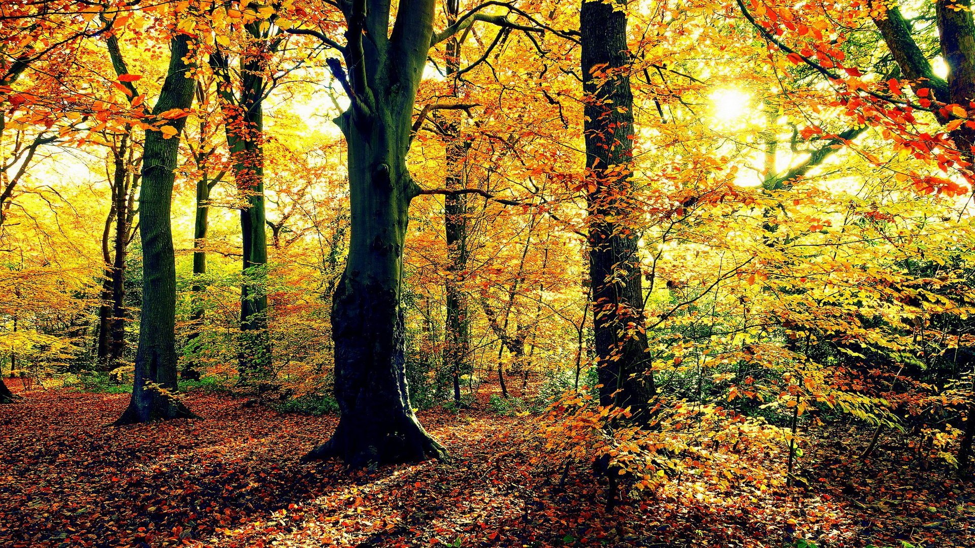 Download Nature Fall HD Wallpaper | 1920x1080 | Wallpaper Abyss