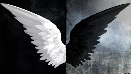 A high-definition black and white wallpaper depicting an angel with contrasting white and black wings, embodying a blend of fantasy and evil themes.