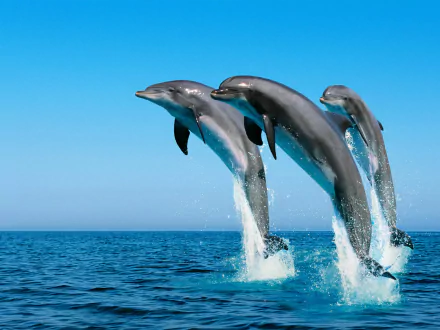 Animal dolphin HD Desktop Wallpaper | Background Image