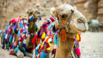 Animal camel HD Desktop Wallpaper | Background Image