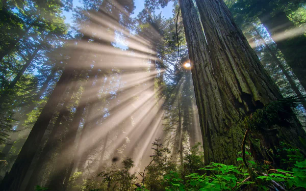 nature sunbeam HD Desktop Wallpaper | Background Image