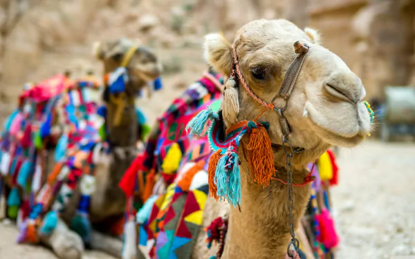 Close-up of a camel adorned with colorful decorations, set against a natural desert background in vibrant 4K Ultra HD detail.