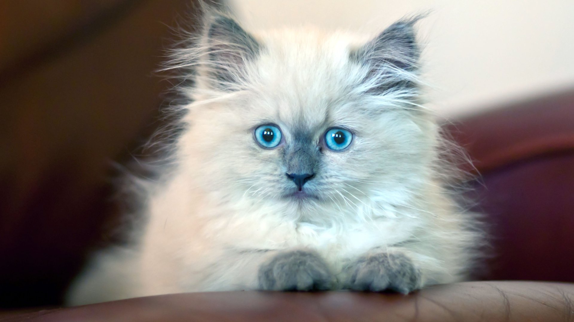 HD desktop wallpaper featuring a close-up of a fluffy white cat with striking blue eyes resting on a surface.