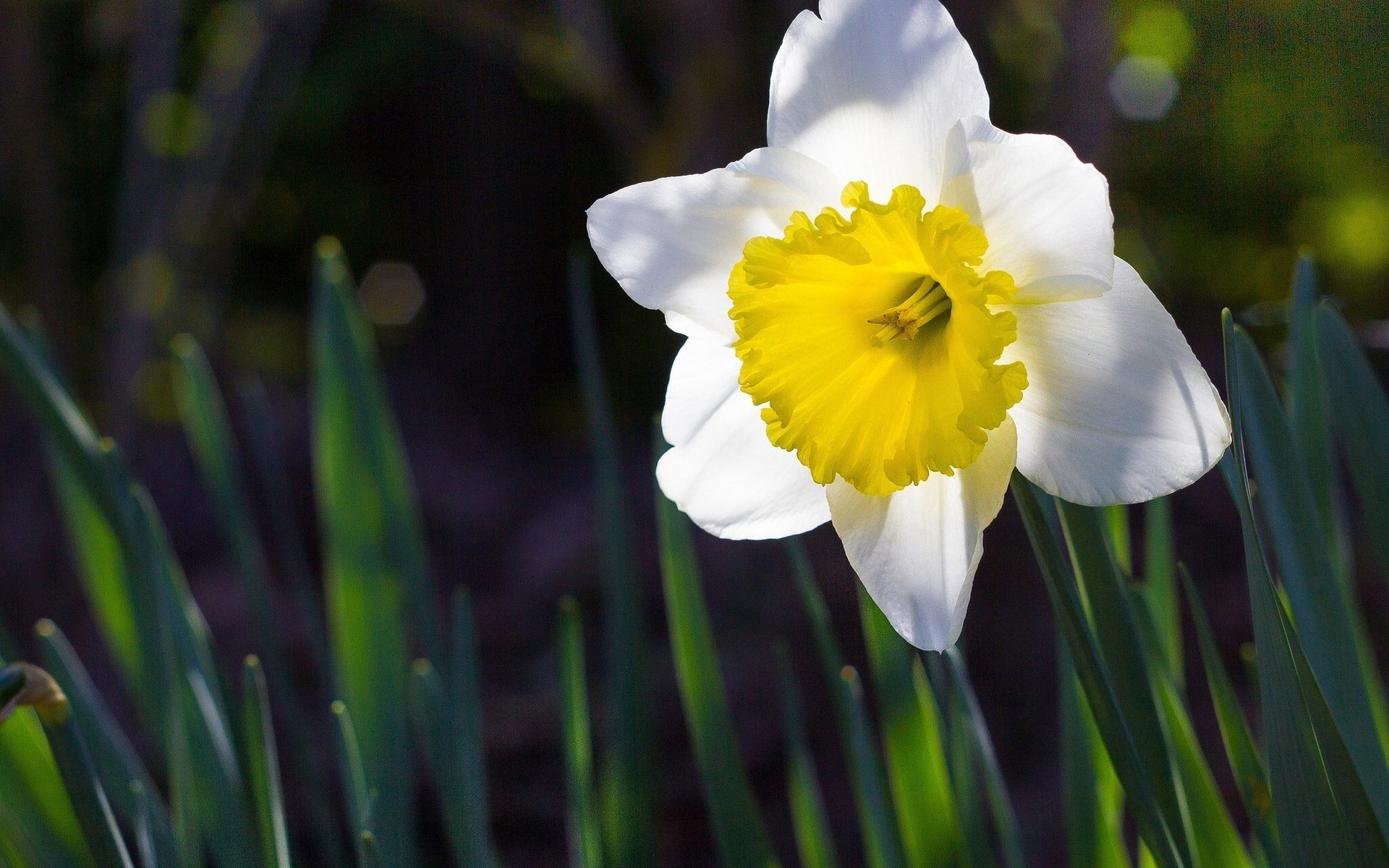 Nature Daffodil HD Wallpaper