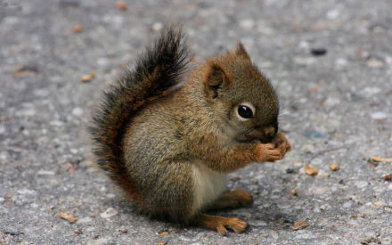 HD wallpaper featuring a cute red squirrel sitting on a textured surface, munching on food. The detailed fur and focused expression make for a captivating and charming background.