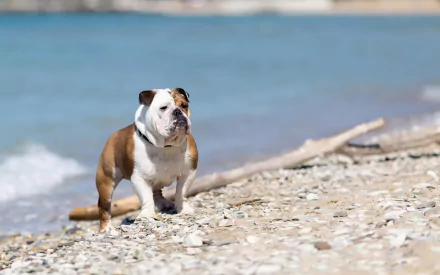 Animal bulldog HD Desktop Wallpaper | Background Image