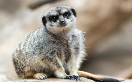 HD desktop wallpaper featuring a close-up of a meerkat with a blurred natural background.