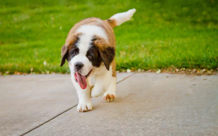 cute puppy dog Animal St. Bernard HD Desktop Wallpaper | Background Image