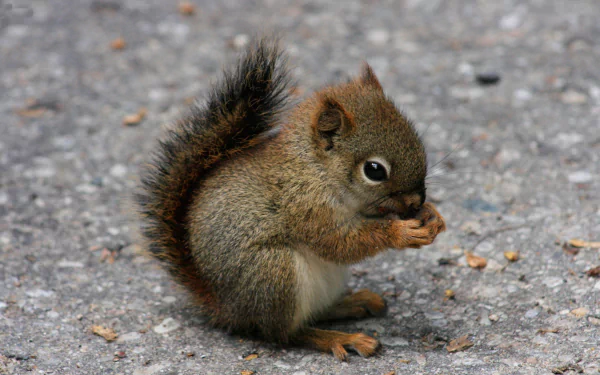 HD wallpaper featuring a cute red squirrel sitting on a textured surface, munching on food. The detailed fur and focused expression make for a captivating and charming background.