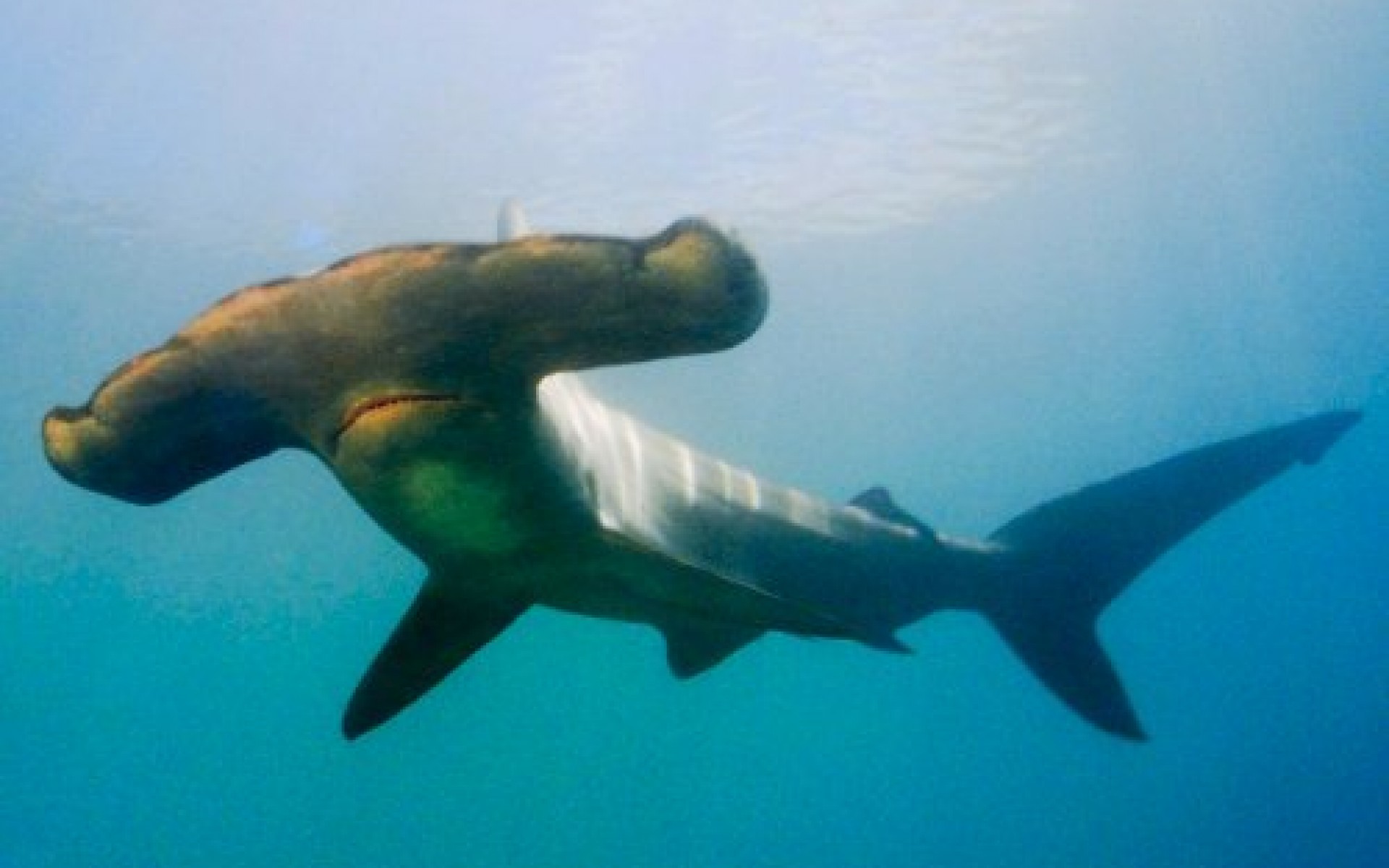 Animal Hammerhead Shark HD Wallpaper | Background Image