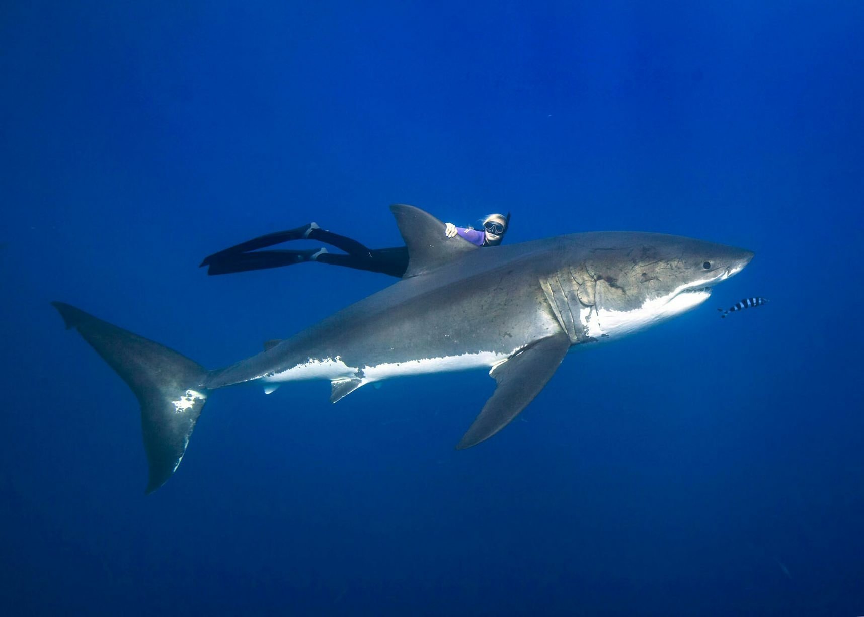 HD PC desktop wallpaper featuring a great white shark swimming in deep blue ocean water, highlighting the shark's powerful and streamlined body.