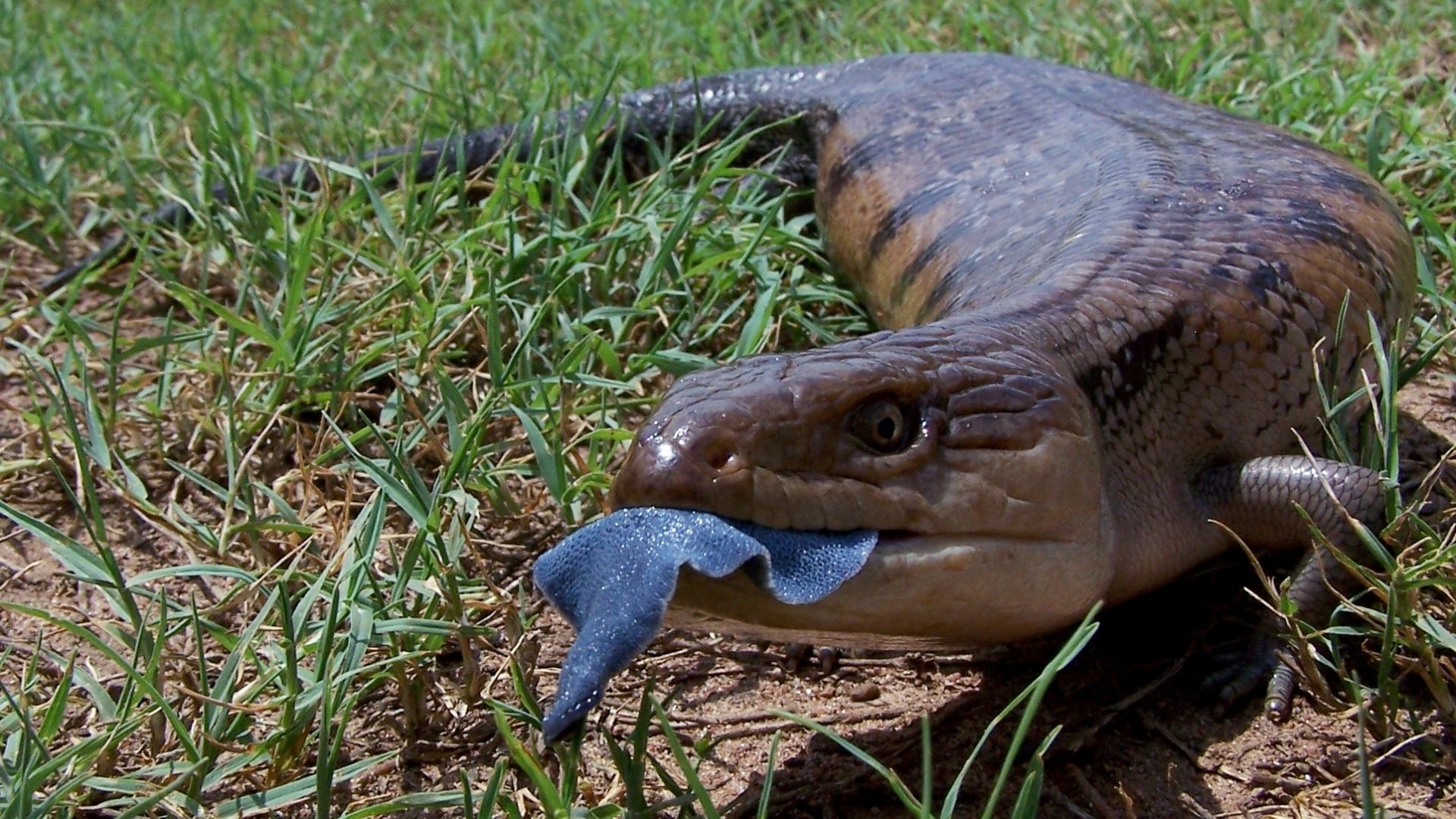 Download Lizard Animal Blue-Tongue Skink HD Wallpaper