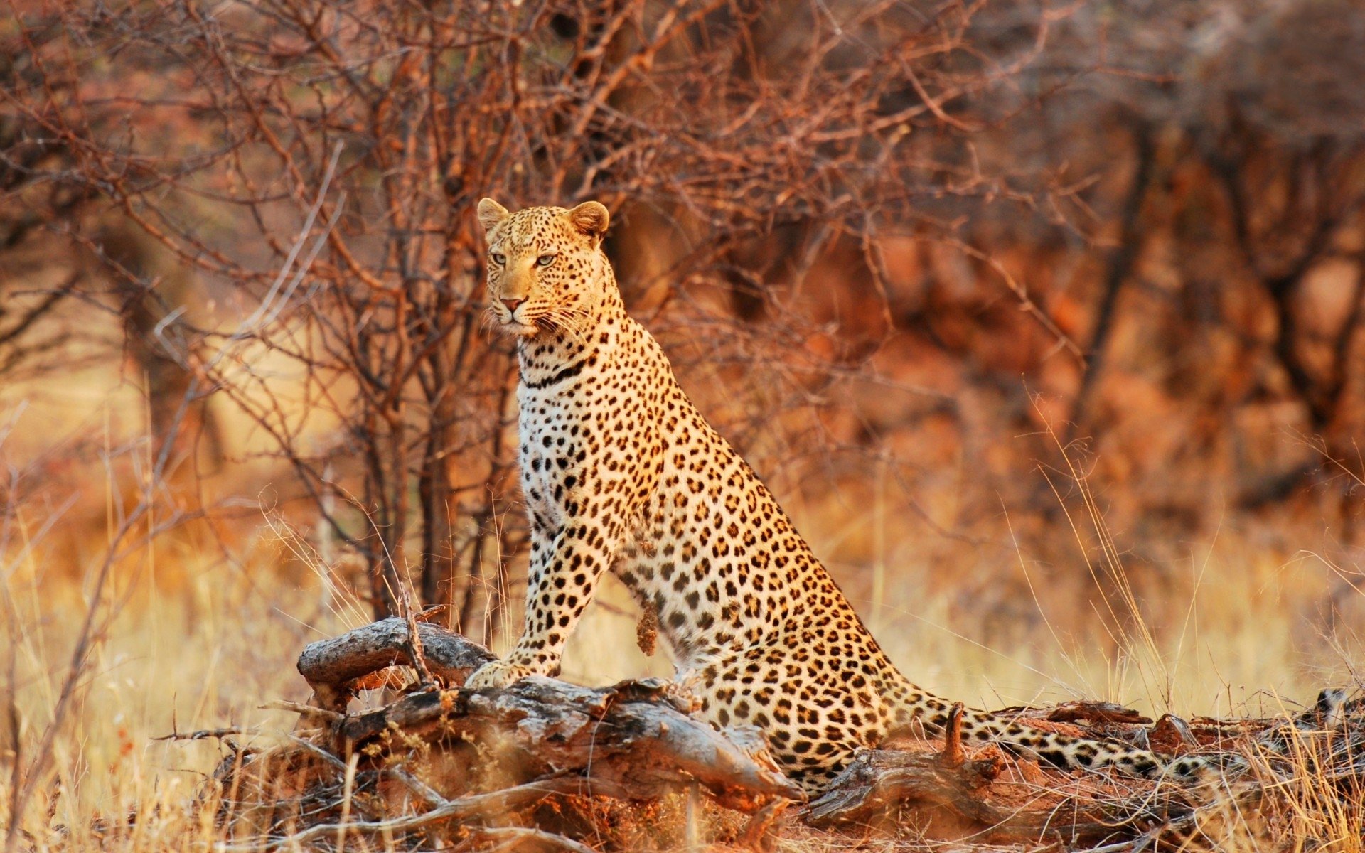 A majestic leopard stands on a log amidst tall grass and sparse trees, showcasing its distinctive spotted coat in this vibrant HD desktop wallpaper.