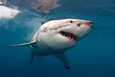 A dynamic HD wallpaper featuring a great white shark swimming underwater, showcasing its powerful presence and sharp teeth against a vibrant blue ocean backdrop.