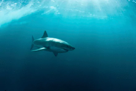 Animal great white shark HD Desktop Wallpaper | Background Image