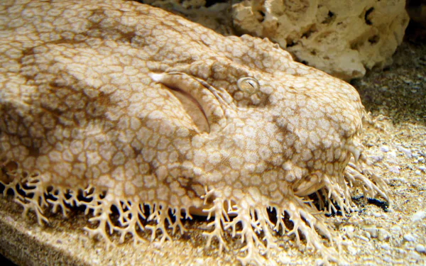 Animal Spotted Wobbegong Shark HD Desktop Wallpaper | Background Image