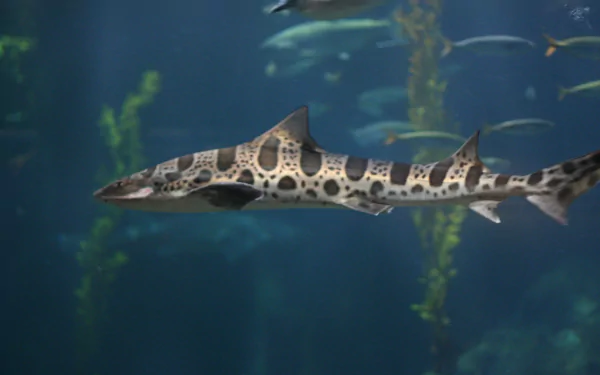 Animal leopard shark HD Desktop Wallpaper | Background Image