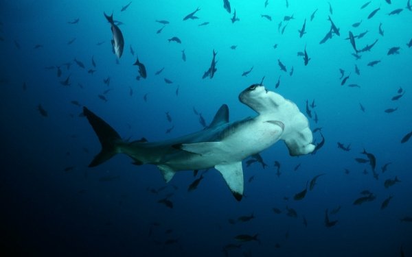 Animal Hammerhead Shark Sharks HD Wallpaper | Background Image