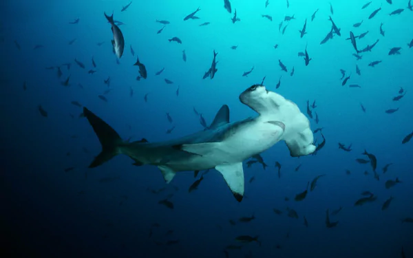 HD PC desktop wallpaper featuring a hammerhead shark swimming among a school of fish in deep blue ocean waters.