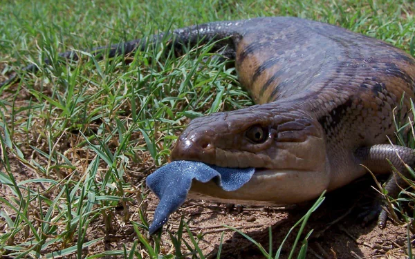 lizard Animal Blue-Tongue Skink HD Desktop Wallpaper | Background Image