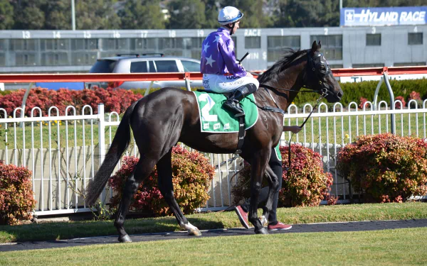 HD desktop wallpaper capturing a jockey in purple silks riding a horse on a racetrack, surrounded by white fencing and vibrant foliage during a horse racing event.