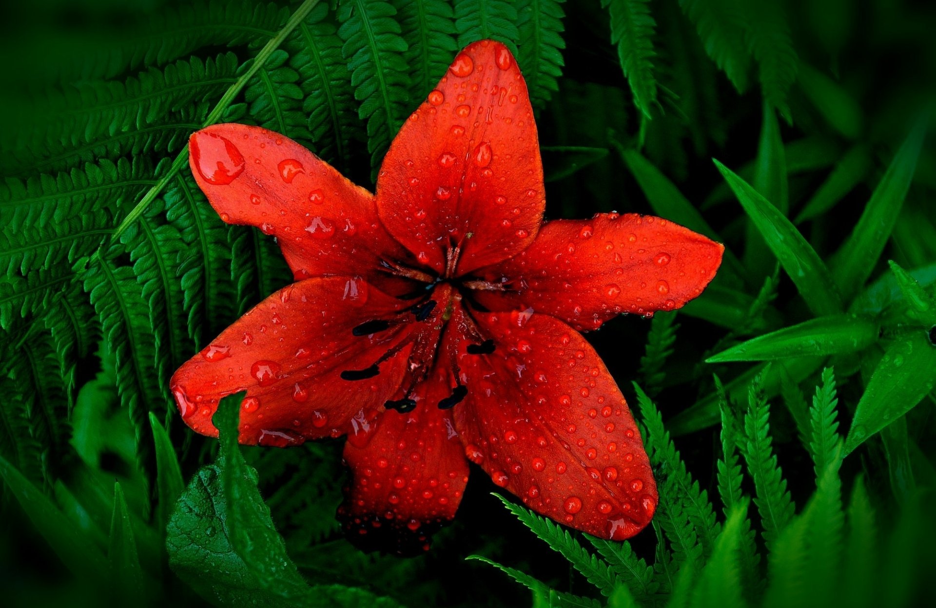 Download Dew Nature Lily HD Wallpaper