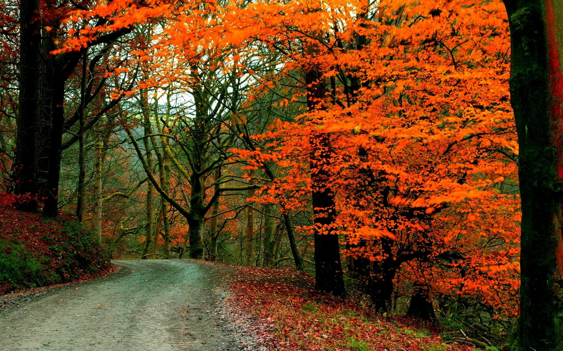 A winding road curves through a vibrant fall forest, with trees showcasing bright orange leaves against a natural woodland backdrop, captured in HD quality.