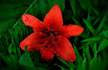  Red Lily