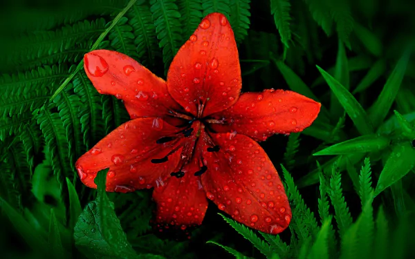 dew nature lily HD Desktop Wallpaper | Background Image