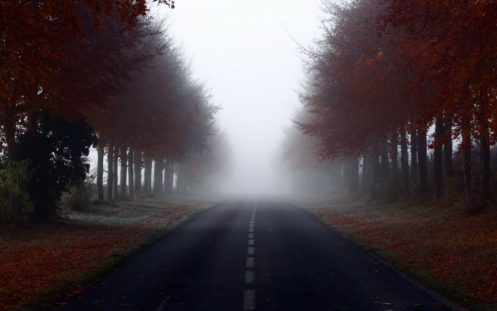 download-nature-fog-wallpaper