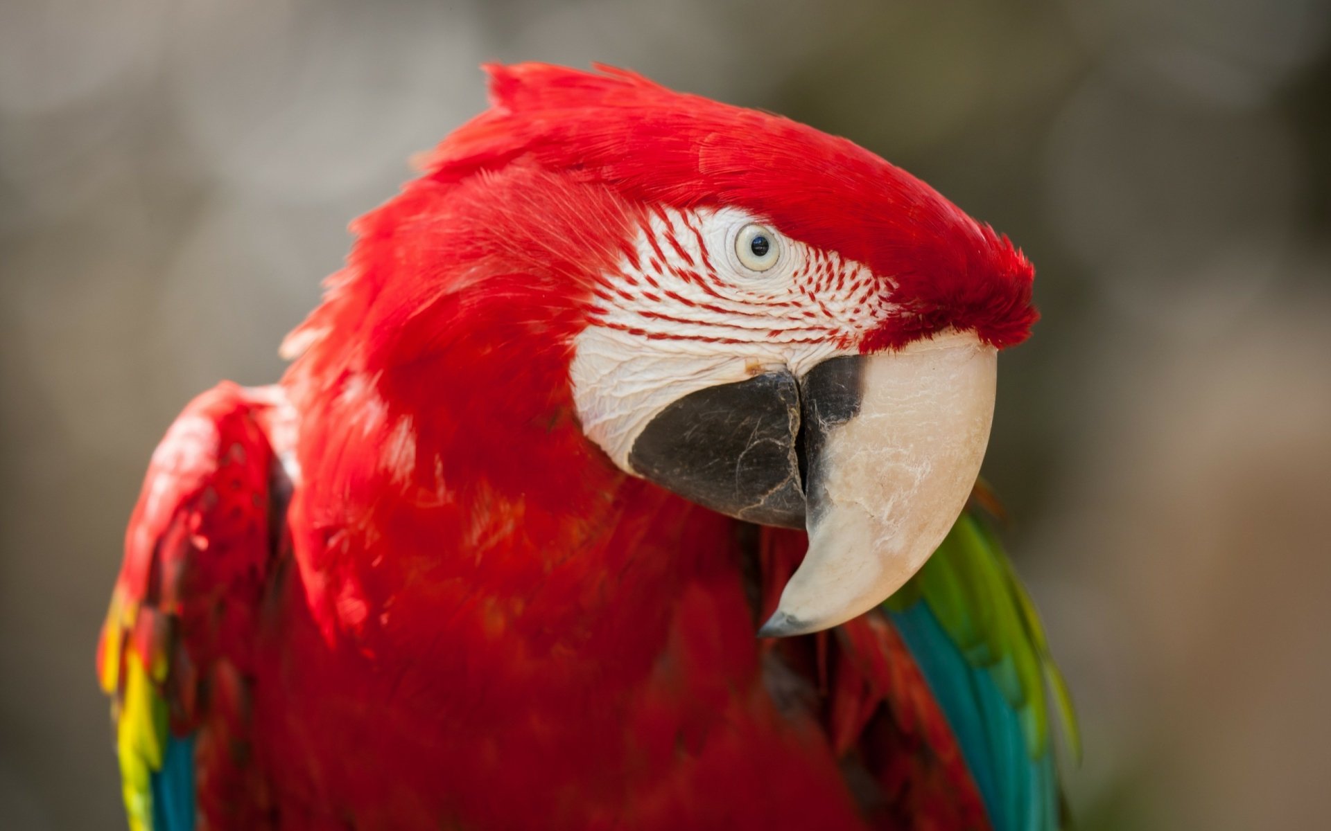Close-up of a red-and-green macaw with vivid red, green and blue plumage and curved beak against a soft bokeh backdrop — 2K Quad HD PC Desktop Wallpaper and Background.