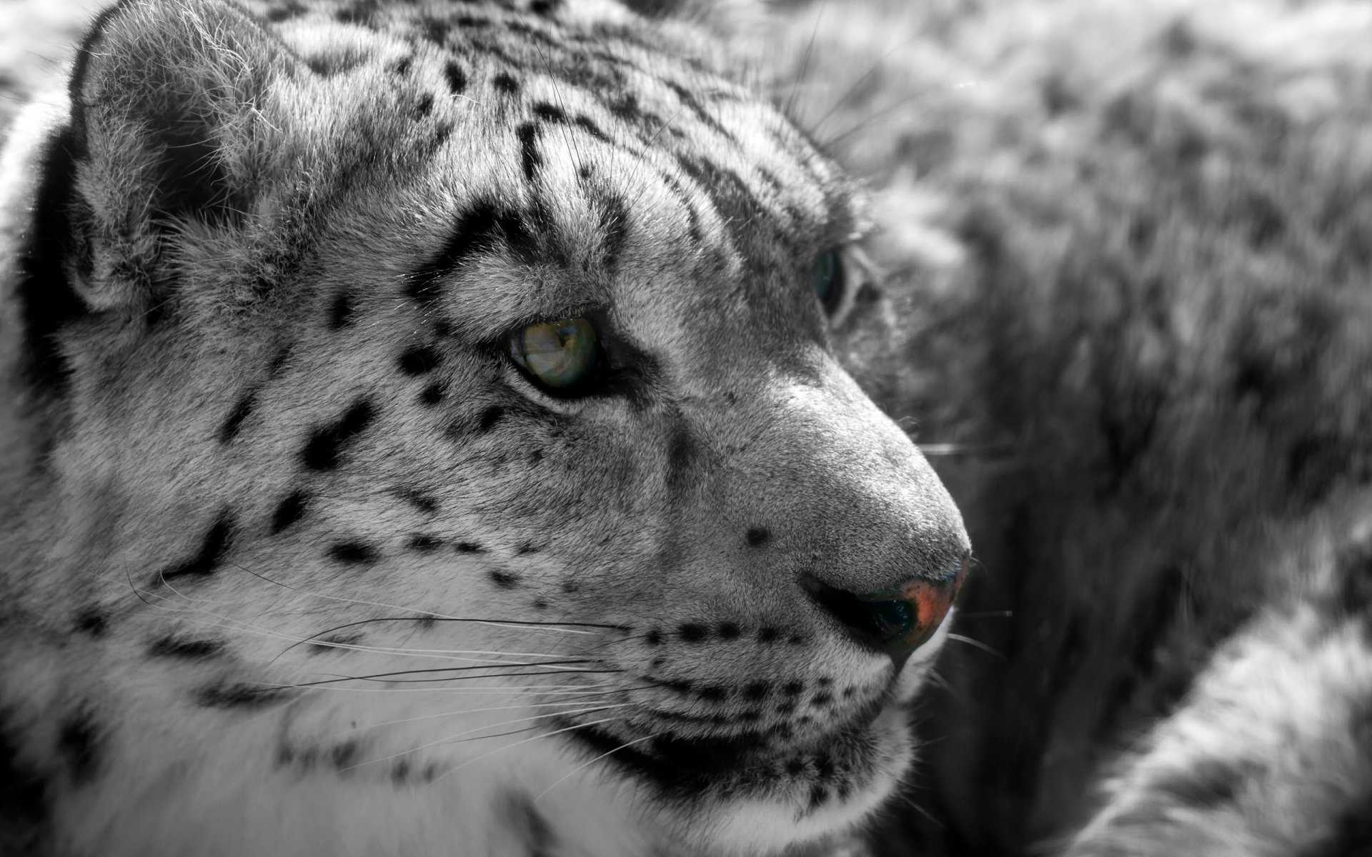 Download Animal Snow Leopard HD Wallpaper