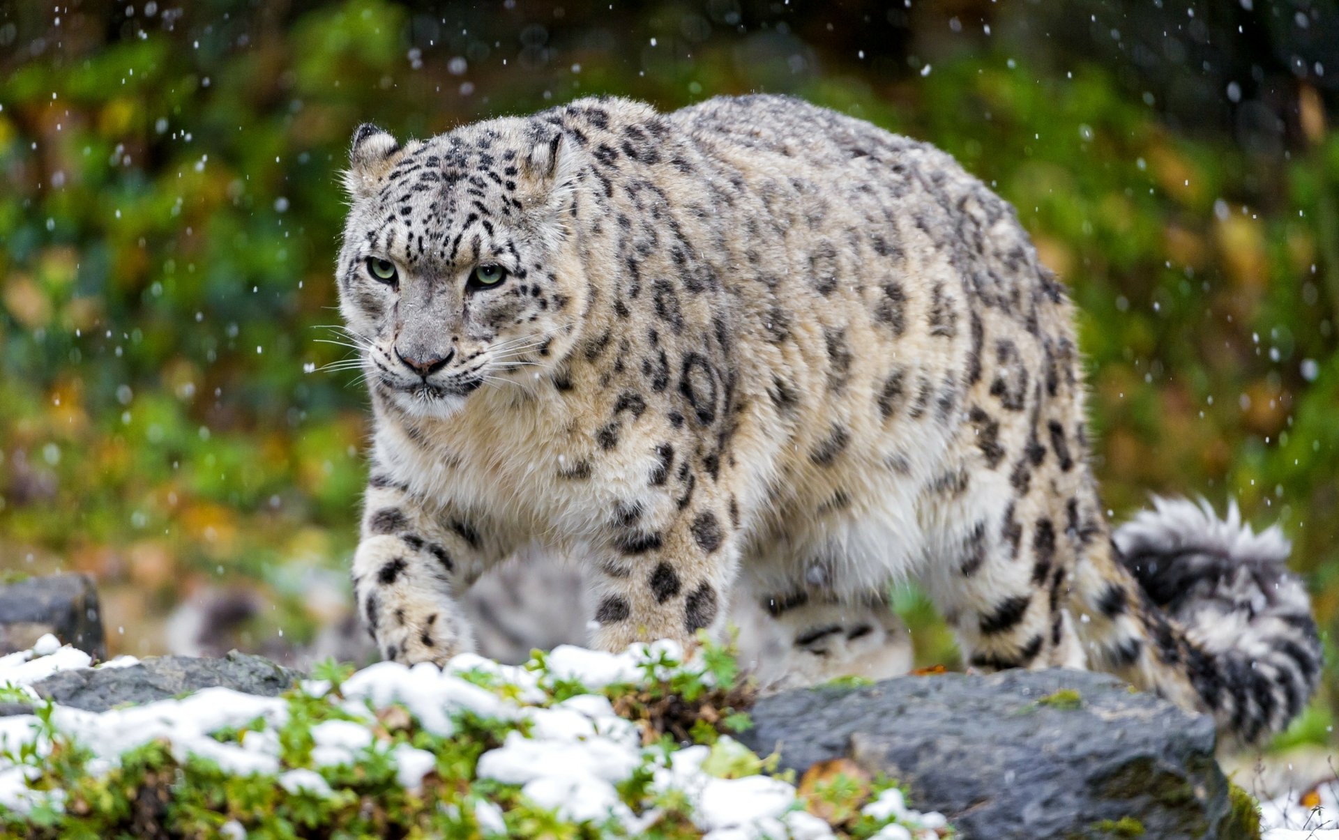 HD desktop wallpaper featuring a snow leopard walking on a rocky, snowy terrain with a blurred green and orange forest background.