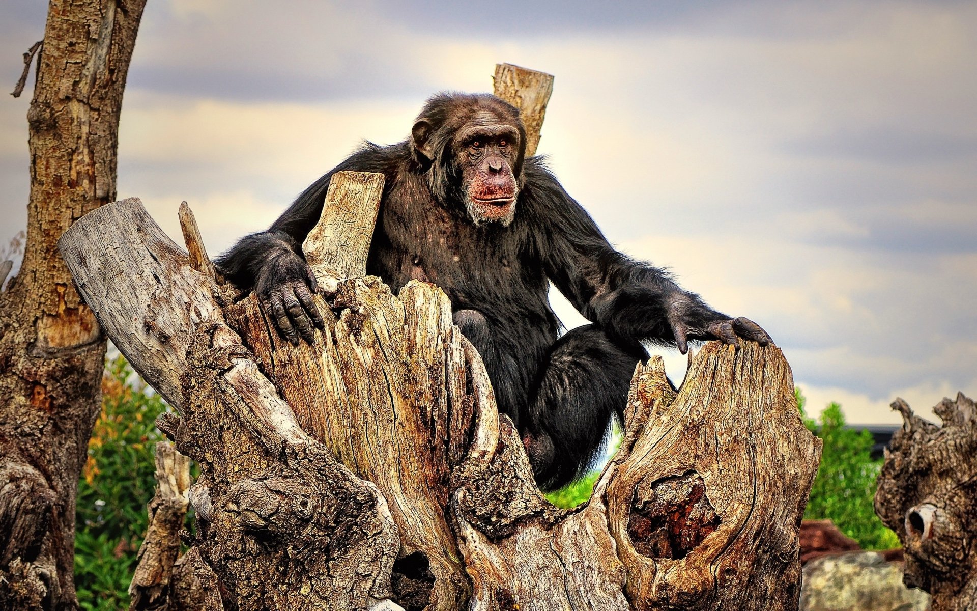 Download Animal Chimpanzee HD Wallpaper